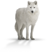 loup