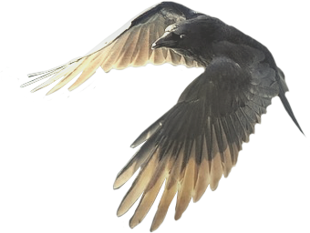 oiseau